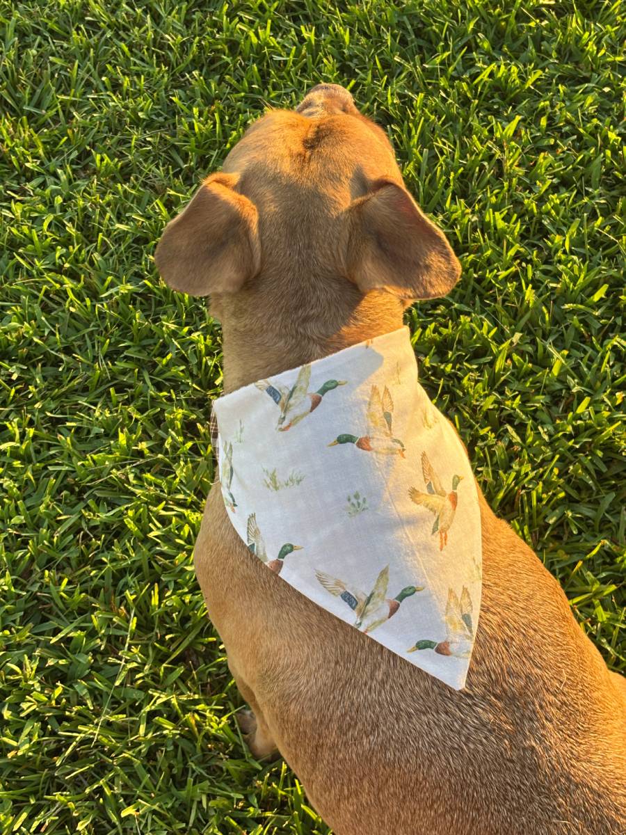 Camping Buddy Bandana