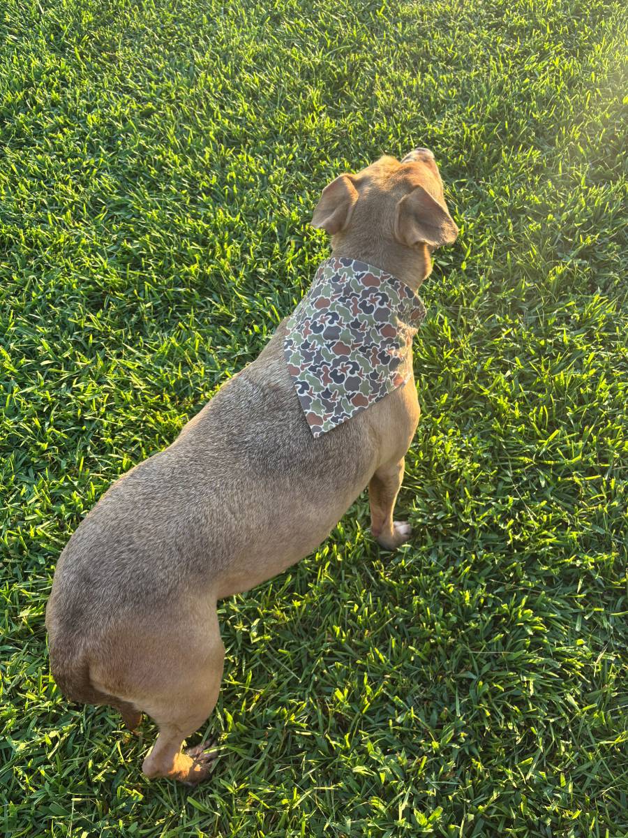 Moth and Magic Bandana