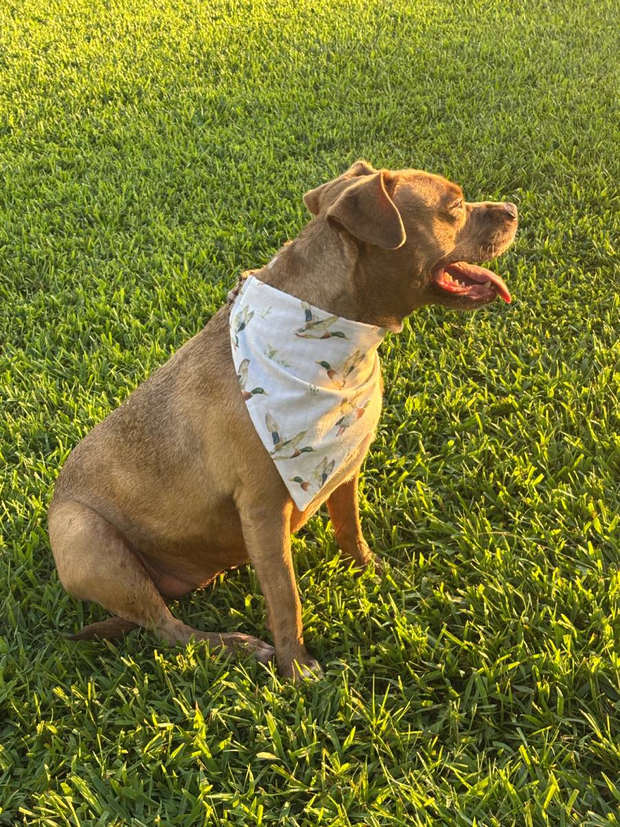 Moth and Magic Bandana