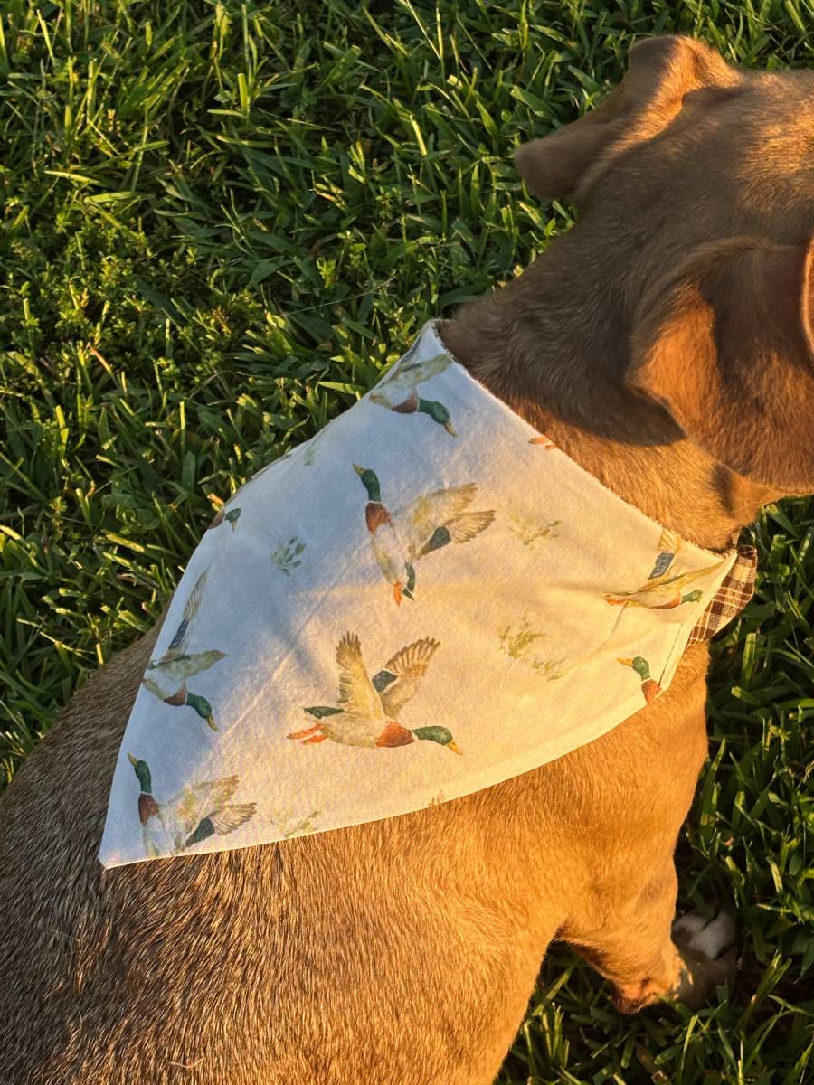 Moth and Magic Bandana