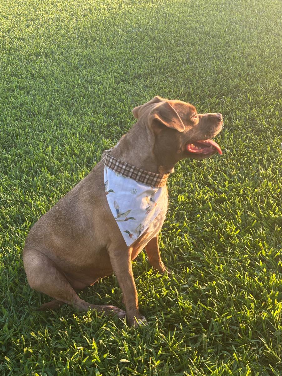Moth and Magic Bandana