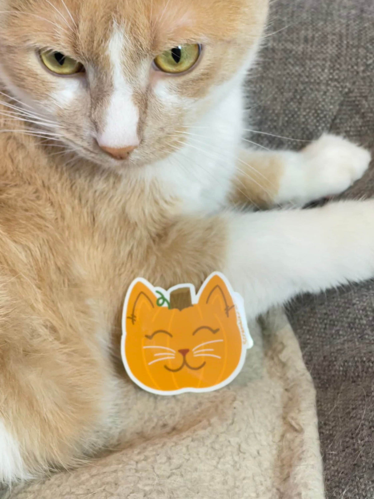 Pumpkin Cat Halloween Waterproof Kawaii Sticker Gift